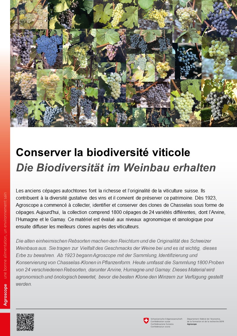 Die Biodiversität im Weinbau erhalten